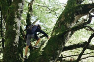 tree-climbing-lazio